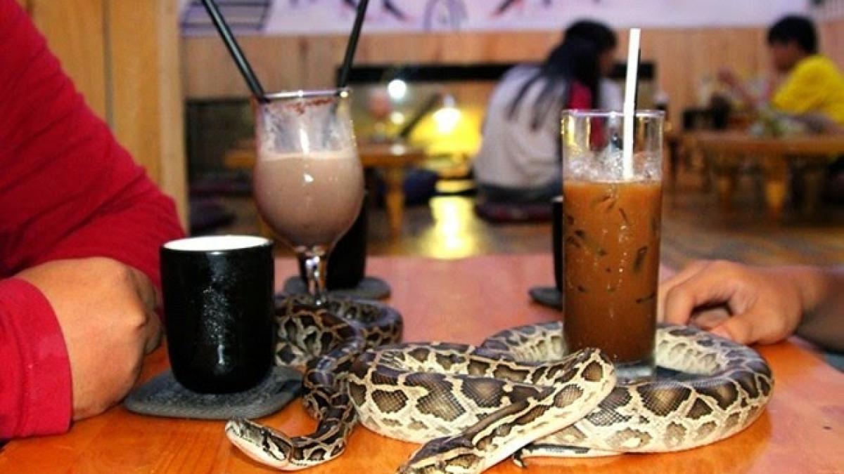 cea mai noua cafenea din tokyo este plina de serpi si oamenii dau bani grei sa ii vada