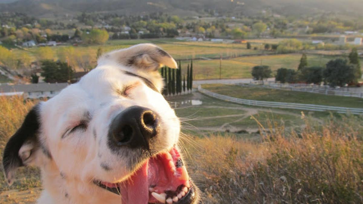 compilatie de tot rasul animale care incearca sa para inteligente