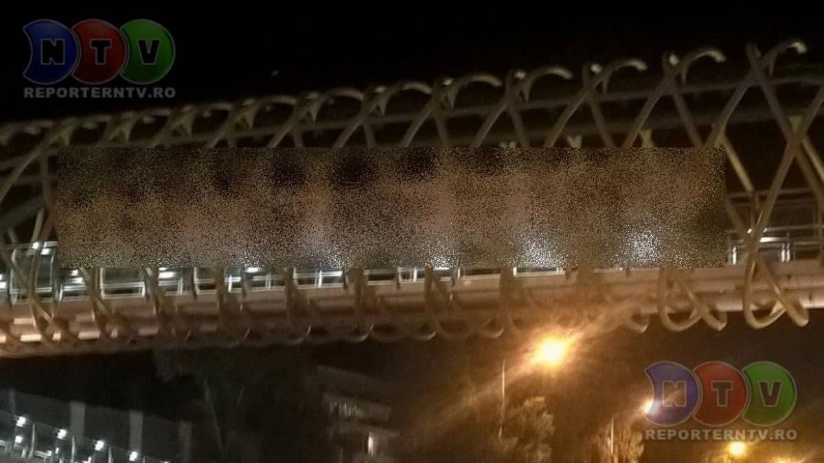 constanta declaratie de dragoste inedita la malul marii