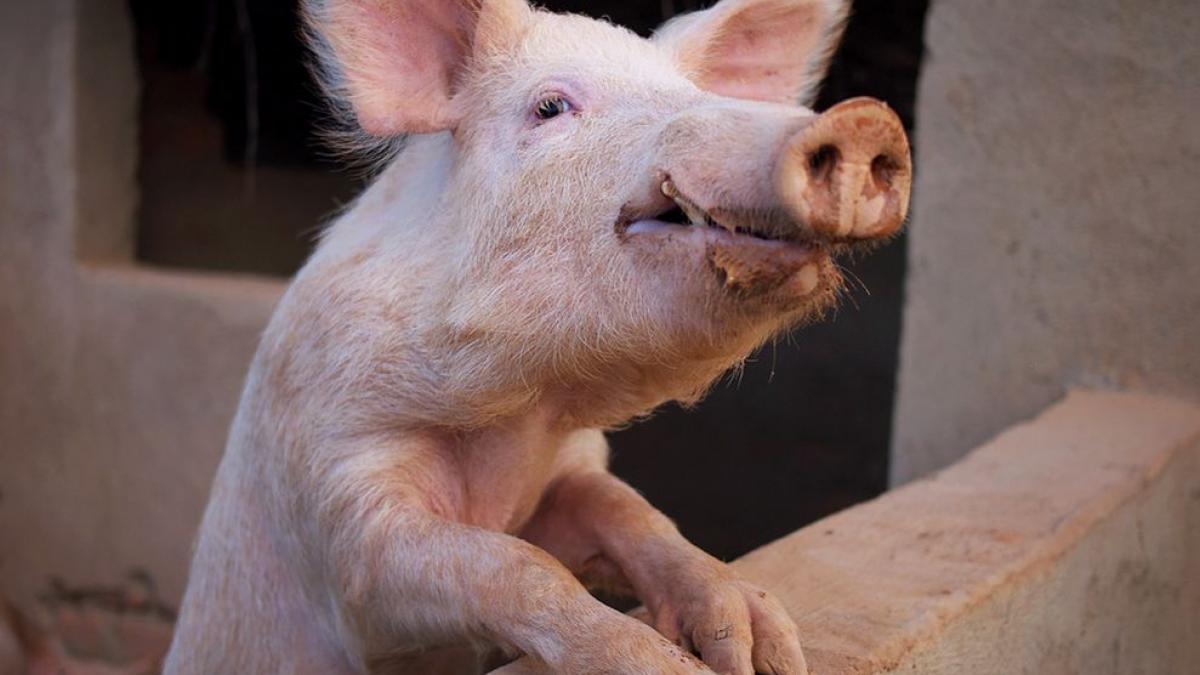 criza porcului agita franta