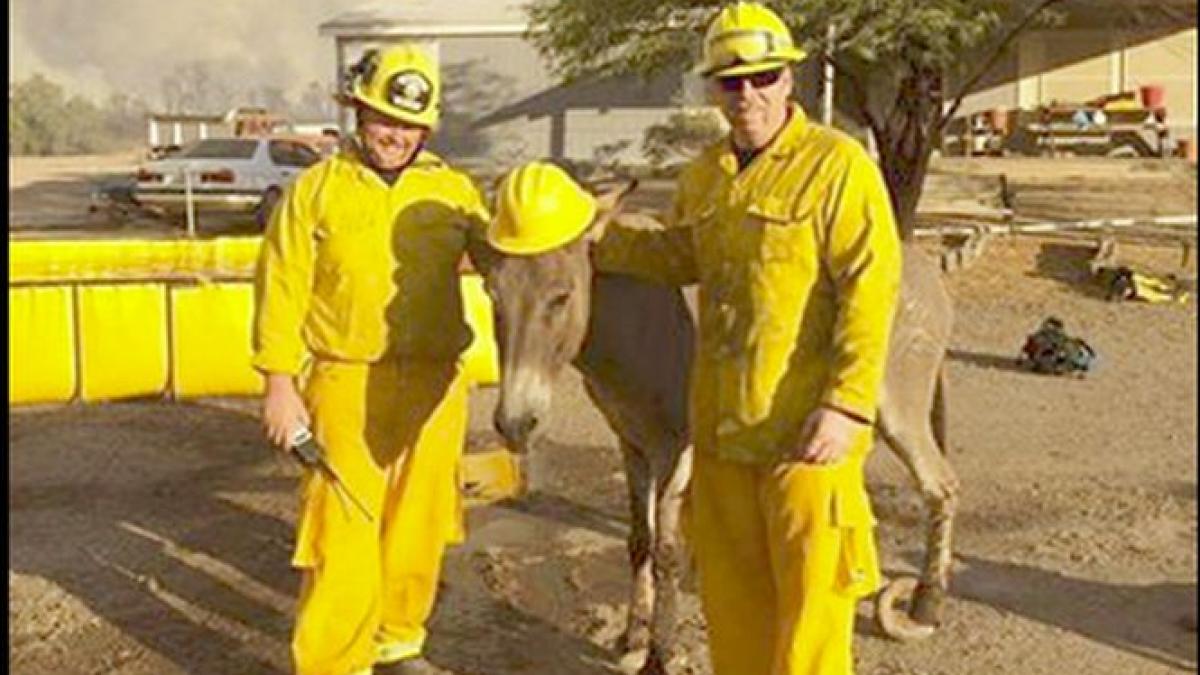 e ok daca stau si eu cu voi nu l au salvat si acum nu vrea sa mai plece de langa ei