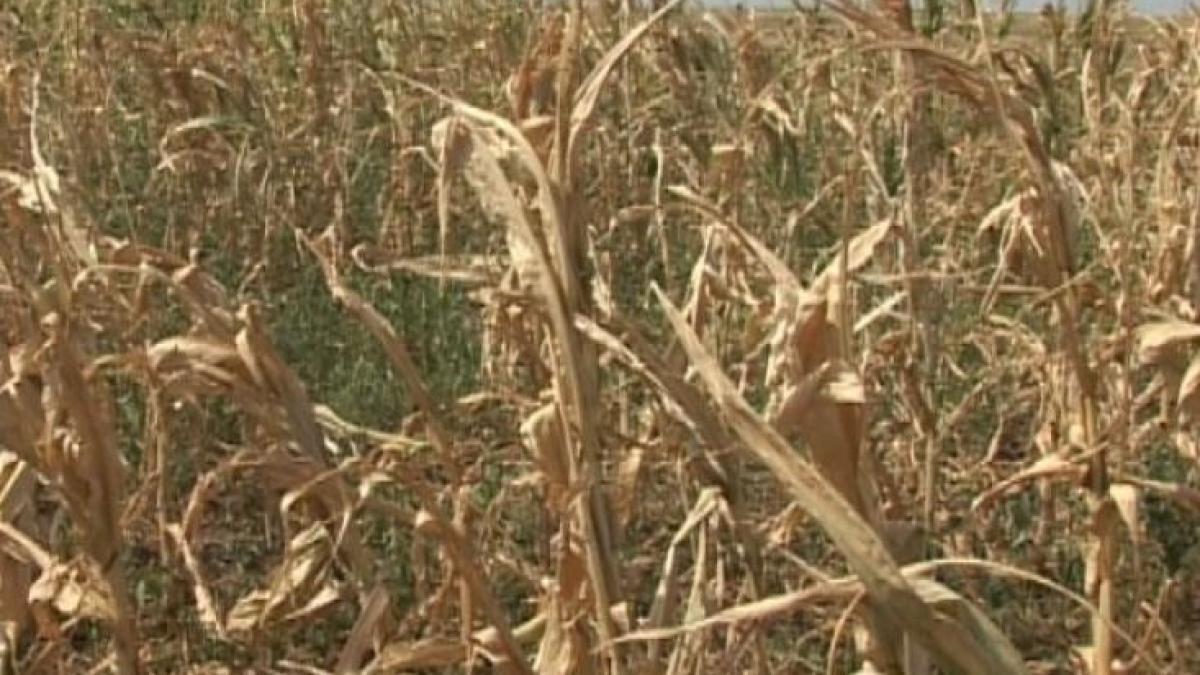 guvernul va da despagubiri pentru daunele provocate de seceta