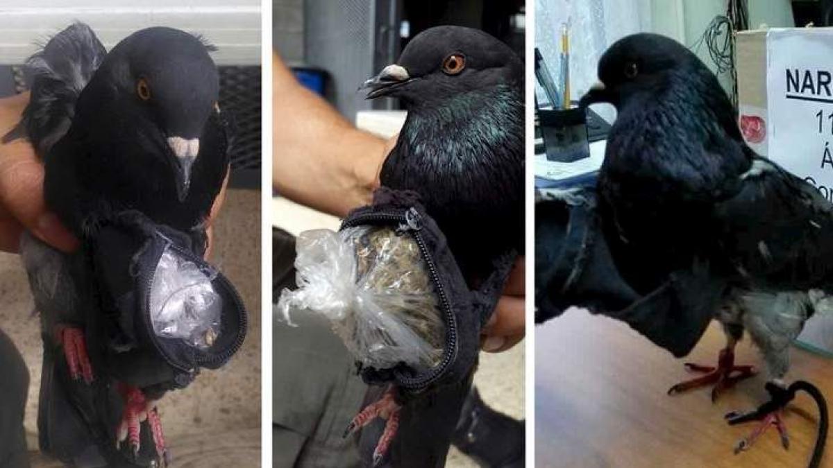 imaginatia detinutilor nu are limite porumbel voiajor antrenat sa aduca droguri la inchisoare