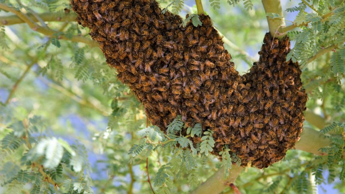 ce se intampla atunci cand deranjezi un cuib cu 40 000 de albine ucigase