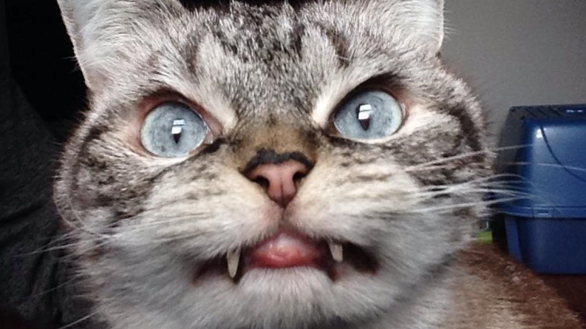 cea mai noua senzatie a internetului este evident o pisica