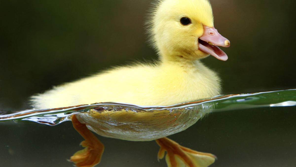 embargou rus 50 de boboci de rata din ucraina eutanasiati si arsi la frontiera cu rusia