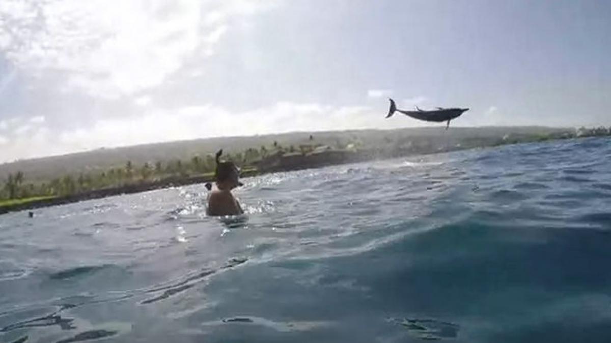 fascinant si surprinzator acrobatiile acestui delfin te vor uimi