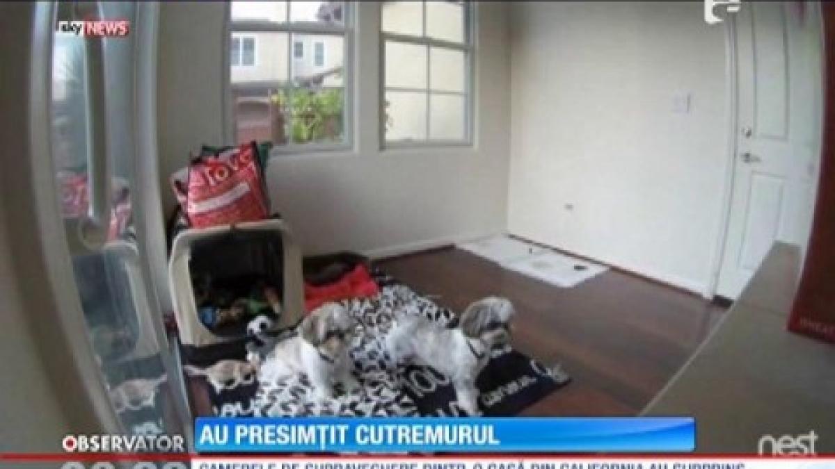 ce reusesc sa faca doi caini din america