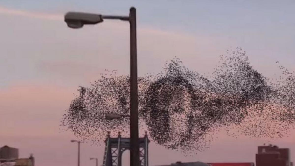 chipul lui vladimir putin format in zbor de un stol de pasari