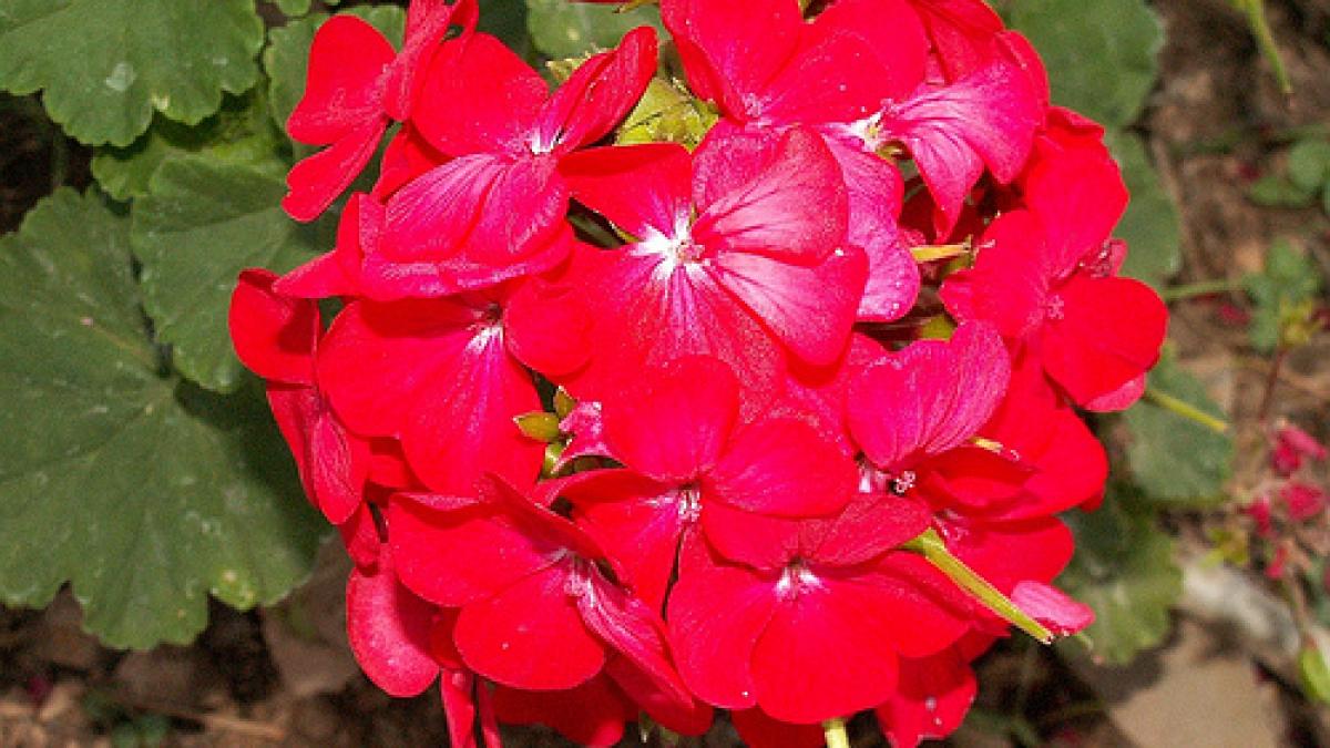 floarea din fereastra care lupta contra cancerului