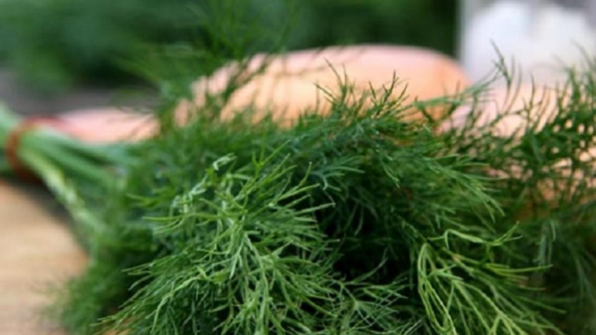 care este adevarul despre efectele tincturii de marar asupra sanilor