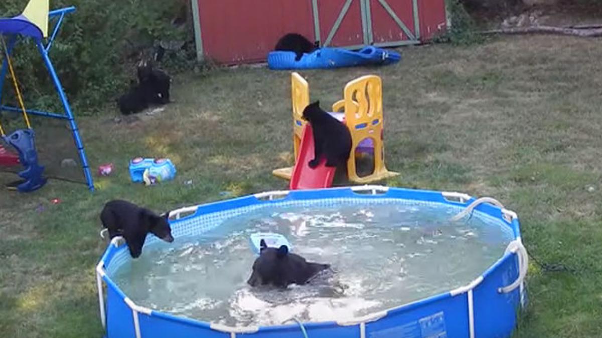 imagini de senzatie o ursoaica cu cinci pui se relaxeaza in piscina unei familii