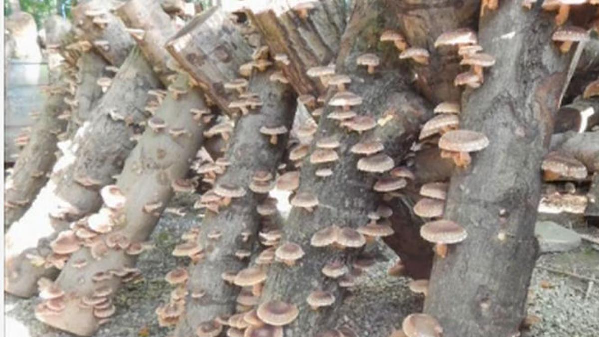 o afacere profitabila un economist din sibiu cultiva ciuperci anticancer