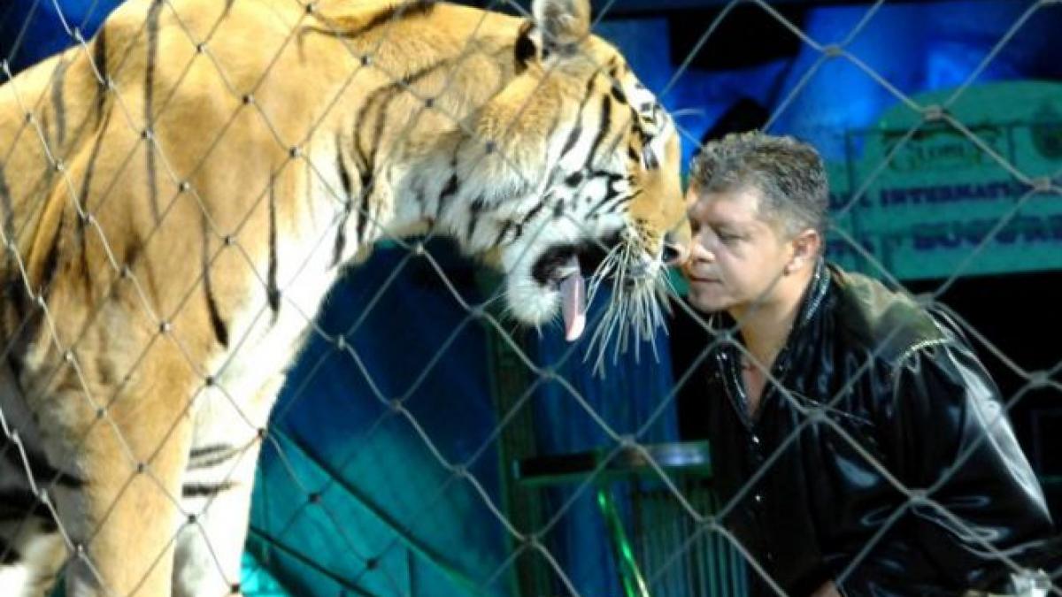 in spatele cortinei stralucirea dispare ce se intampla cu animalele de la circul globus