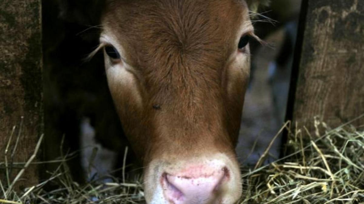 ursii ataca vacile de la stana ciobanii din rucar sunt terifiati