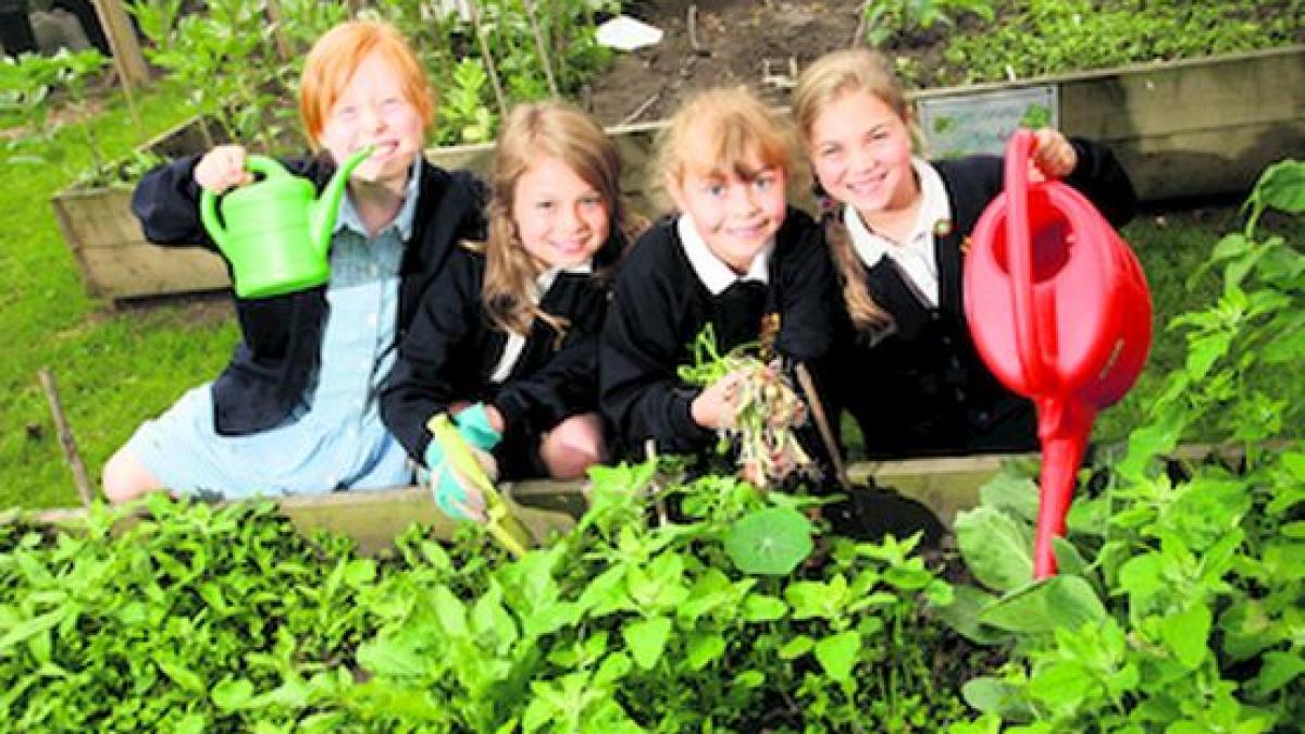 inedit gradini de legume in curtea scolii elevii implicati direct in ingrijirea spatiilor verzi