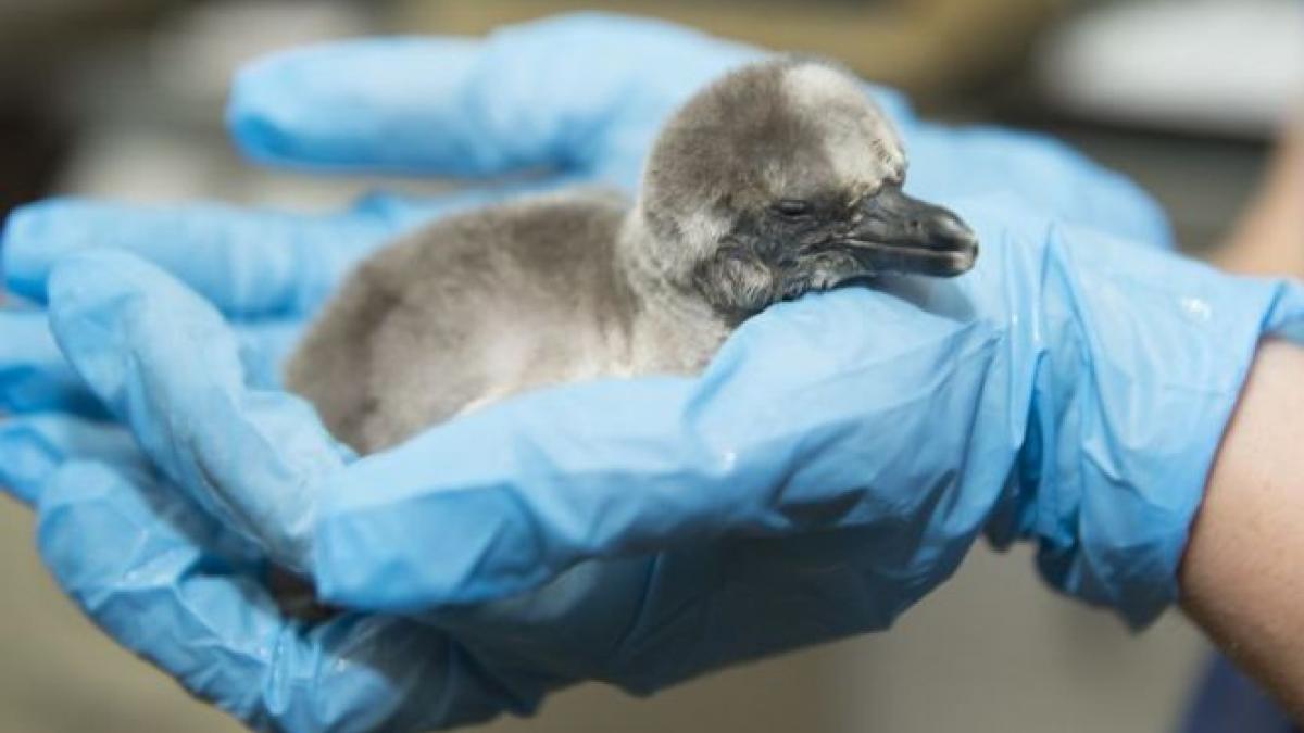 un pinguin la un pas sa fie muscat de un caine comunitar