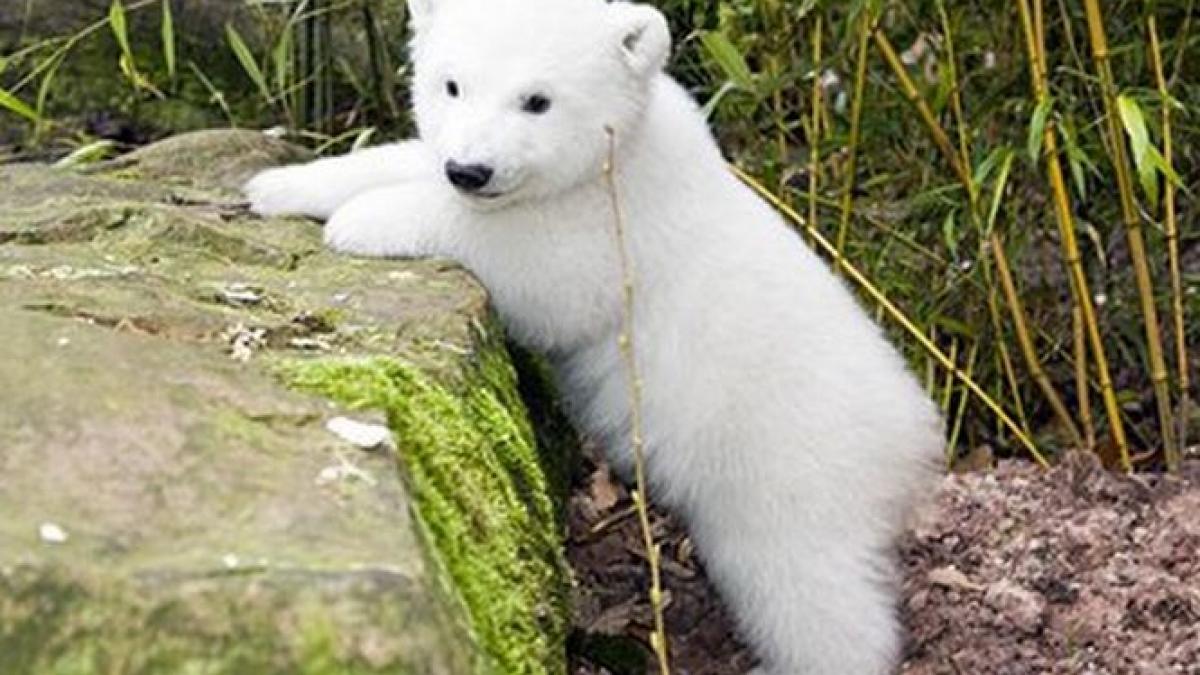 de ce a murit ursul polar knut