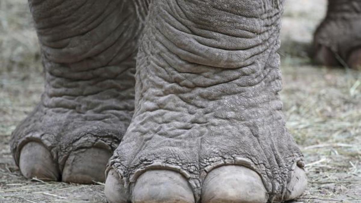 un elefant si a ucis insotitorul si a fugit in jungla cu trei turisti chinezi video