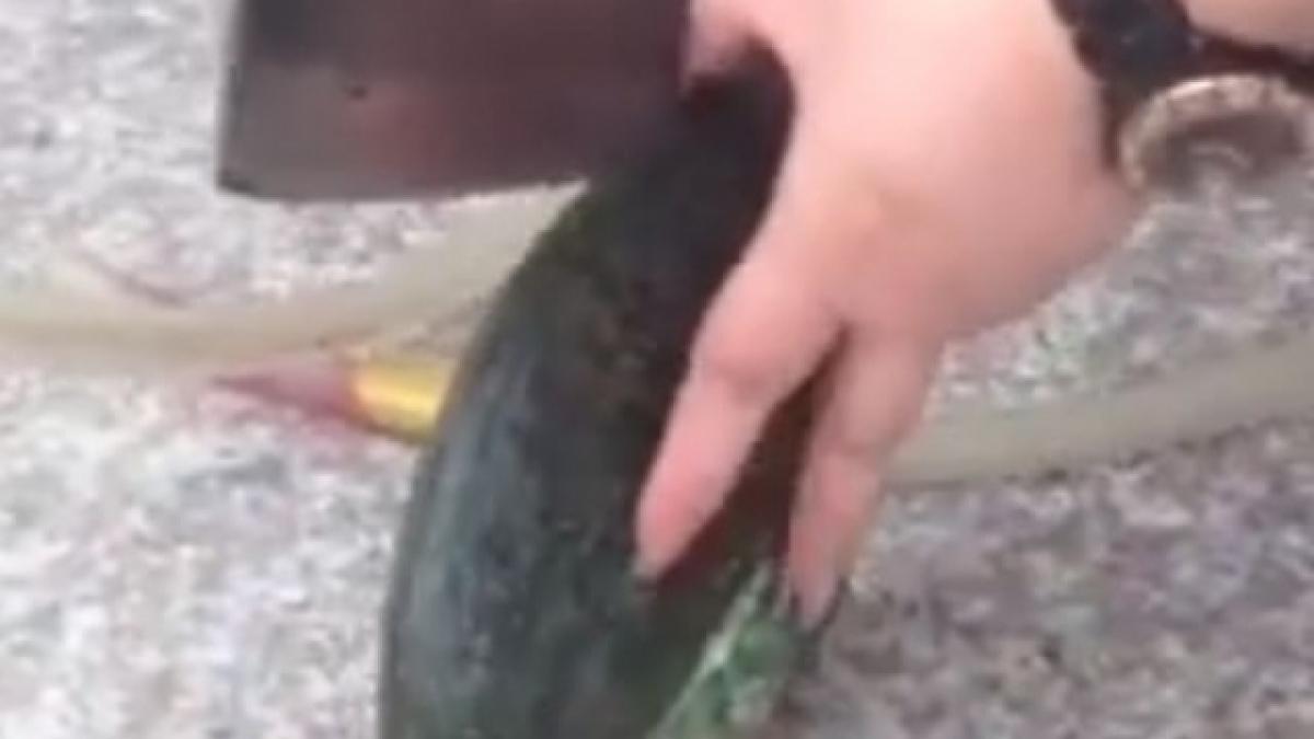 ce a descoperit o femeie intr o scoica gasita pe plaja a fost cea mai frumoasa zi din viata ei