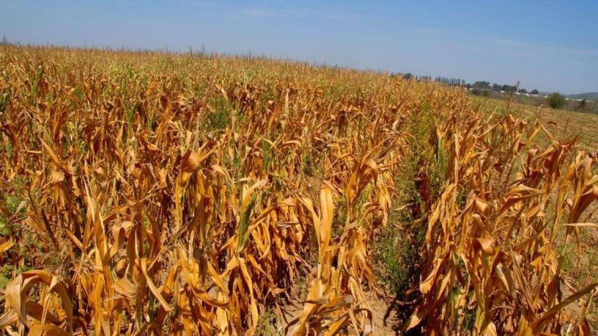 income seceta extrema in romania sisteme de irigatii doar pe hartie