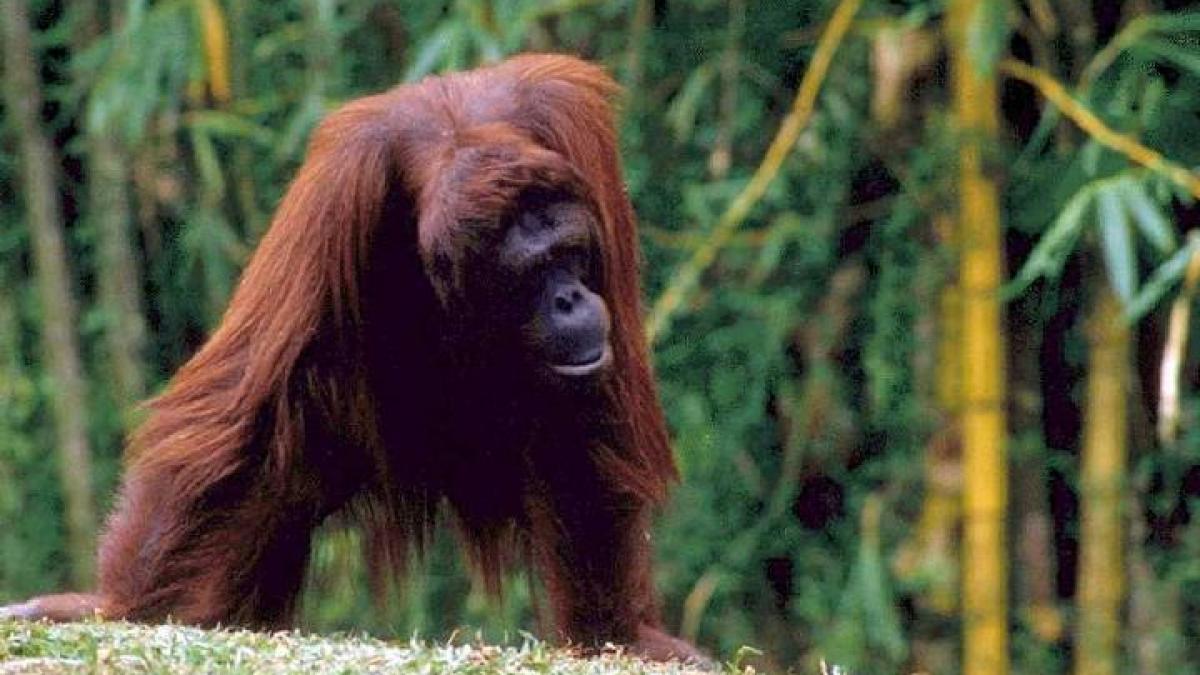 reactia unui urangutan cand vede o femeie insarcinata nu pot sa cred asa ceva