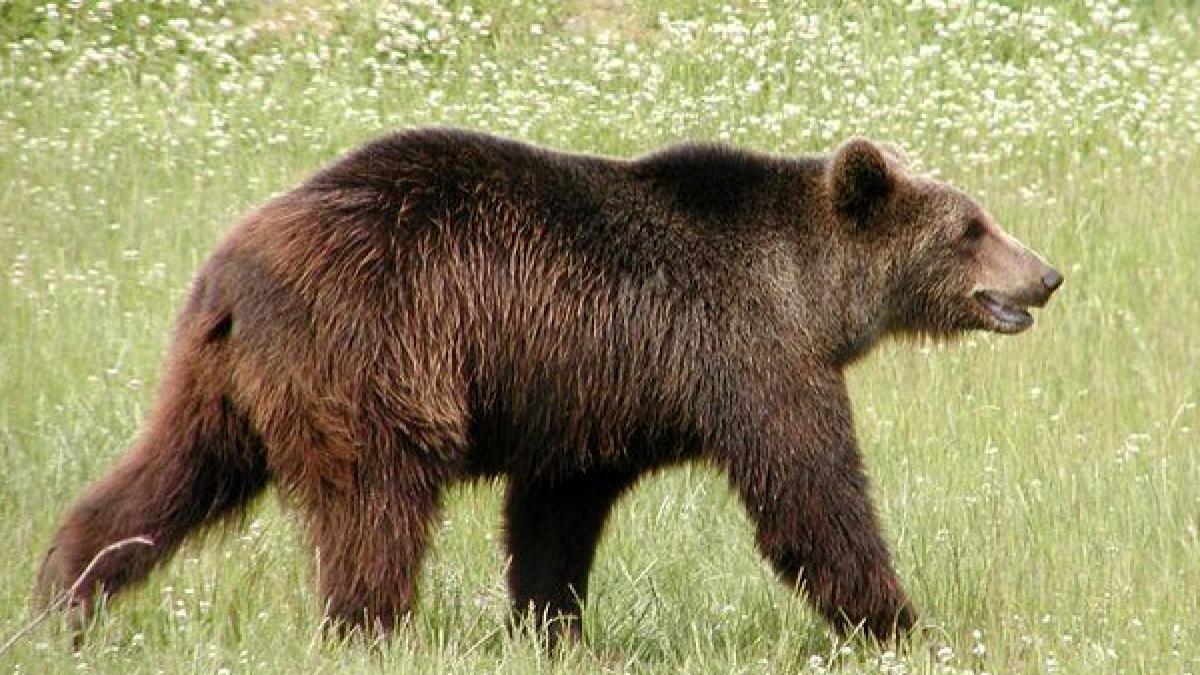 stana atacata de urs un copil si un cioban au fost grav raniti