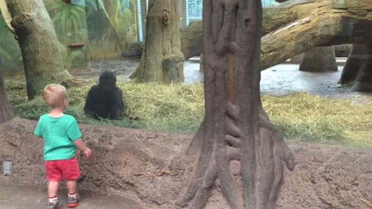 prietenie neasteptata vezi cum se joaca un pui de gorila si un baietel