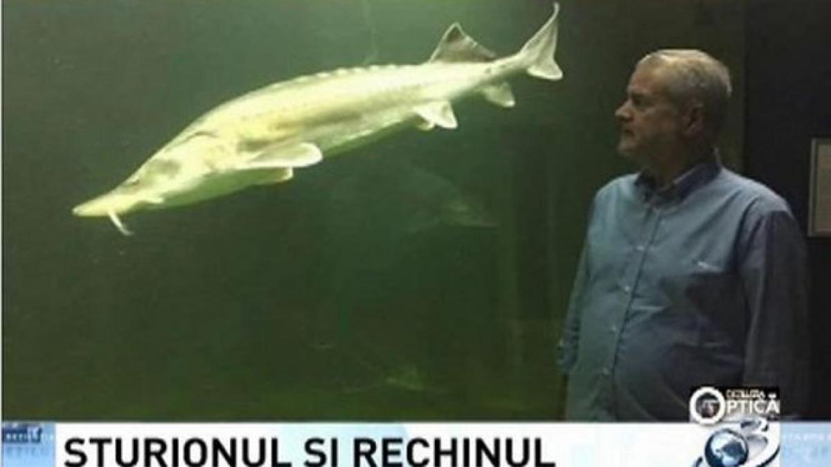 deziluzia optica sturionul si rechinul