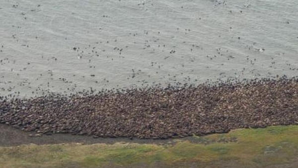 efectul incalzirii globale mii de morse au esuat pe o plaja din alaska