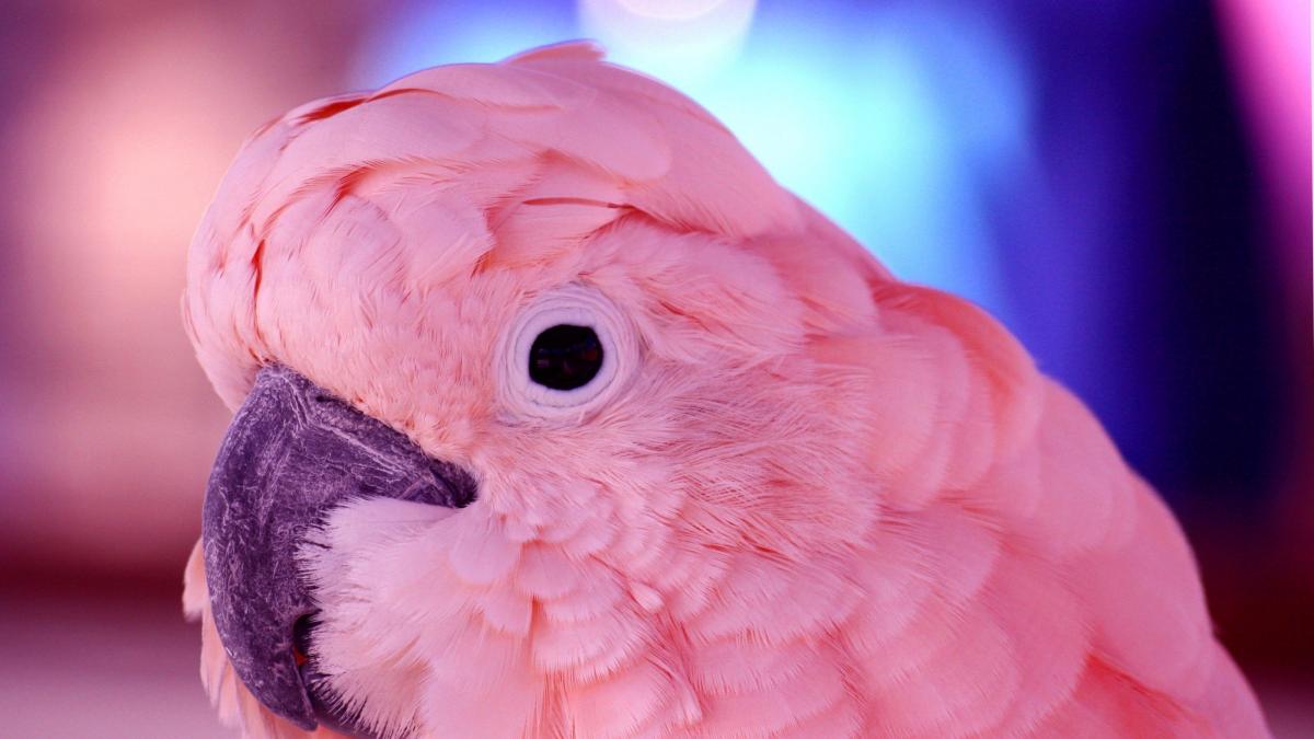 hohote de papagal o inaripata a ajuns vedeta pe internet