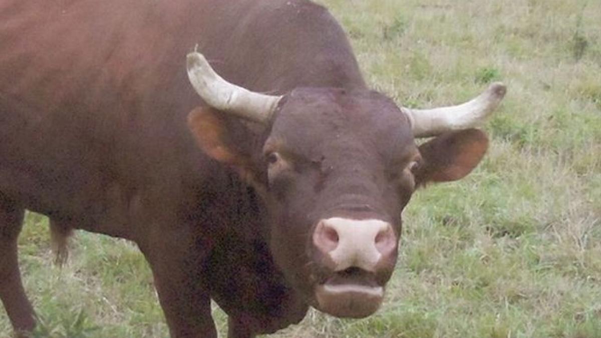 comportament bizar al unui animal din cauza caldurii ce a patit un batran din galati