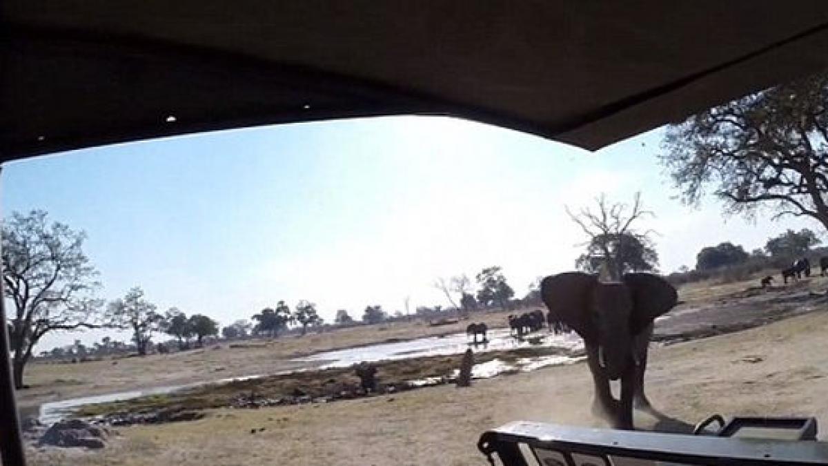 clipe de groaza in safari elefantii au atacat masina unor turisti