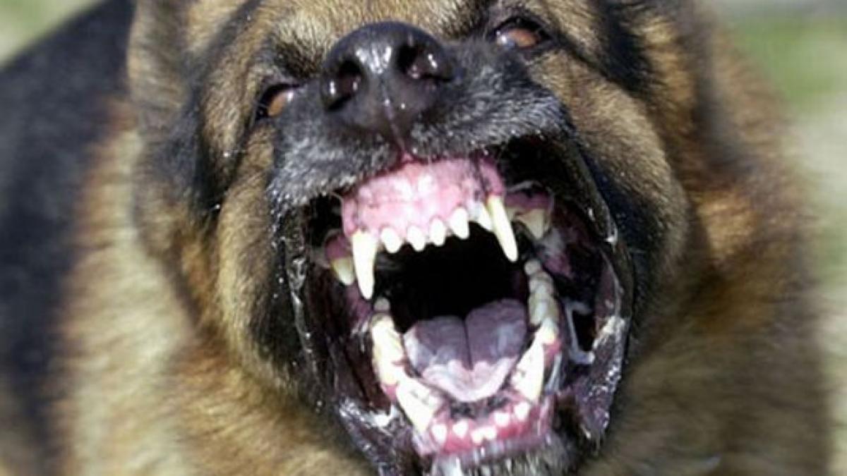 imagini de groaza s au dus la stana si au inceput sa impuste cainii