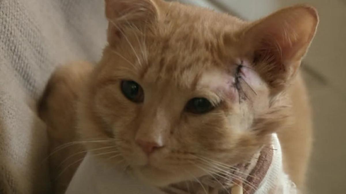 o pisica a incasat un glont in locul unui copil de numai 3 ani video