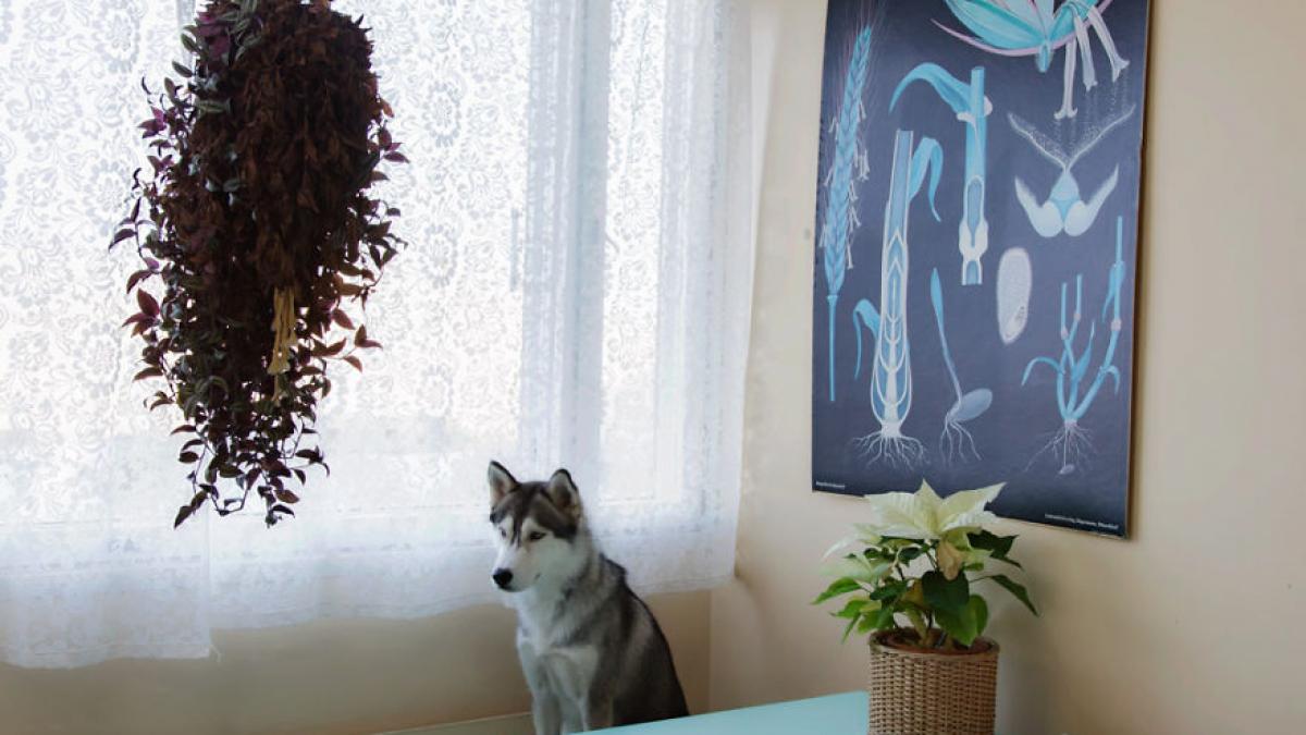 caini lasati singuri acasa de stapanii lor fotografiile care au induiosat inimile tuturor