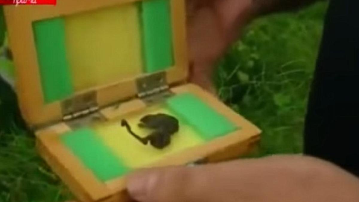 creatura ciudata gasita langa o centrala nucleara din rusia are malformatii groaznice si aripi