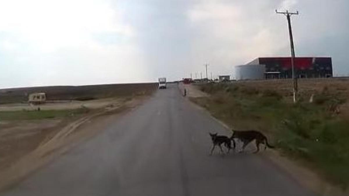 reflexe de felina un caine reuseste sa evite un accident oribil in ultima clipa