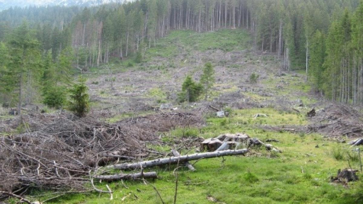 veste buna ritmul de defrisare a padurilor s a redus la jumatate