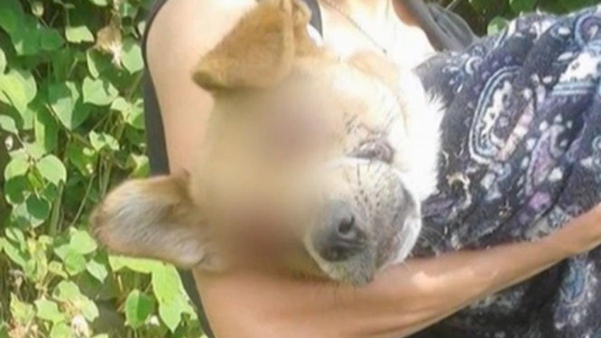 cruzime greu de inchipuit un caine a fost torturat si lasat orb