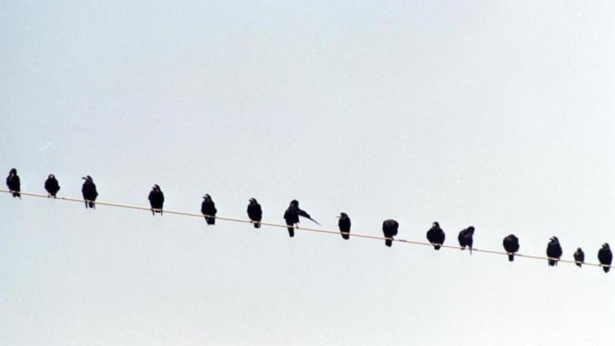 solutie trasnita la timisoara primarul ataca ciorile cu anticonceptionale