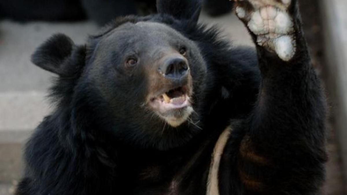 ursii liliecii si castorii de vina pentru autostrazile neterminate ce decizie a luat cnadnr