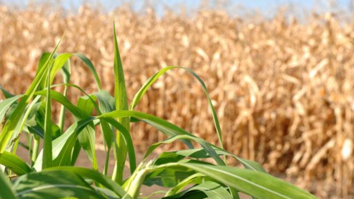 fermierii revoltati de noua lege a vanatului cine ii va despagubi pe oameni