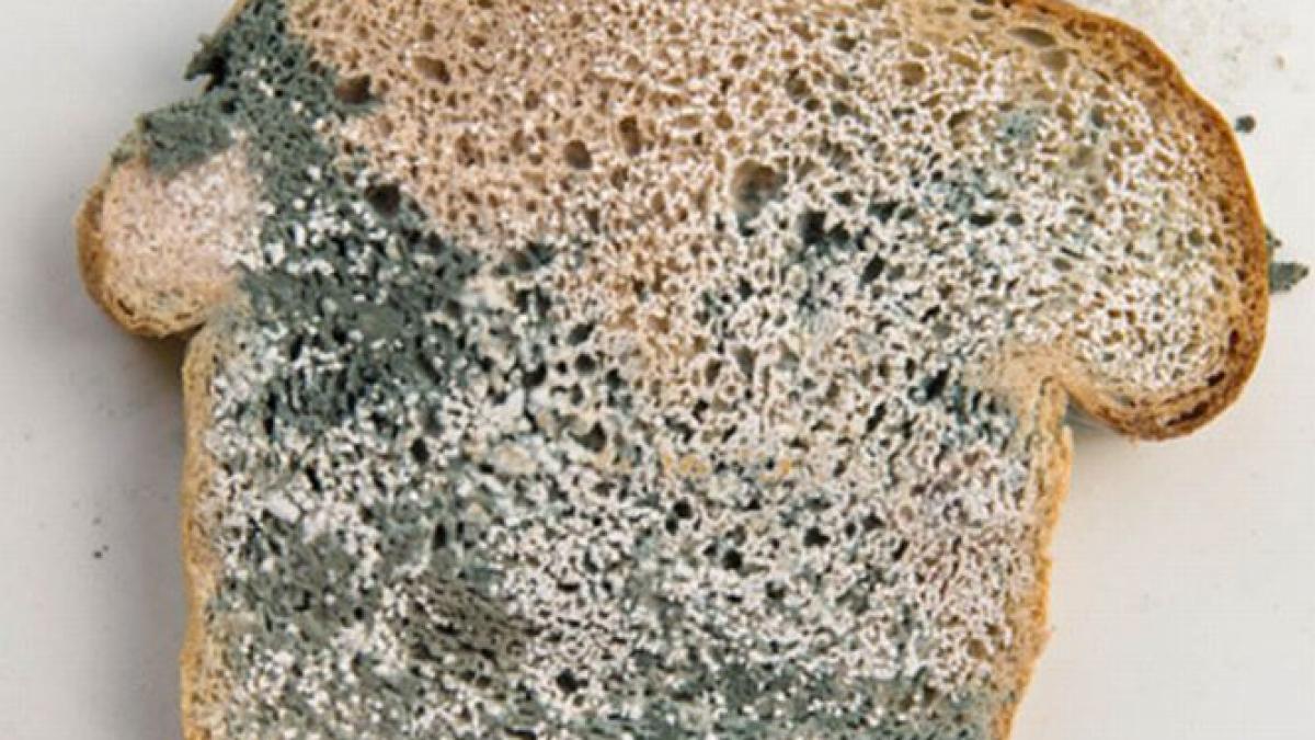 meniu de cosmar pentru copiii cu nevoi speciale ce le dadeau sa manance cei care ar fi trebuit sa i