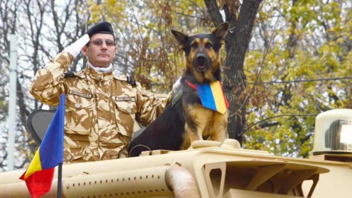 povestea lui max cainele erou al armatei romane