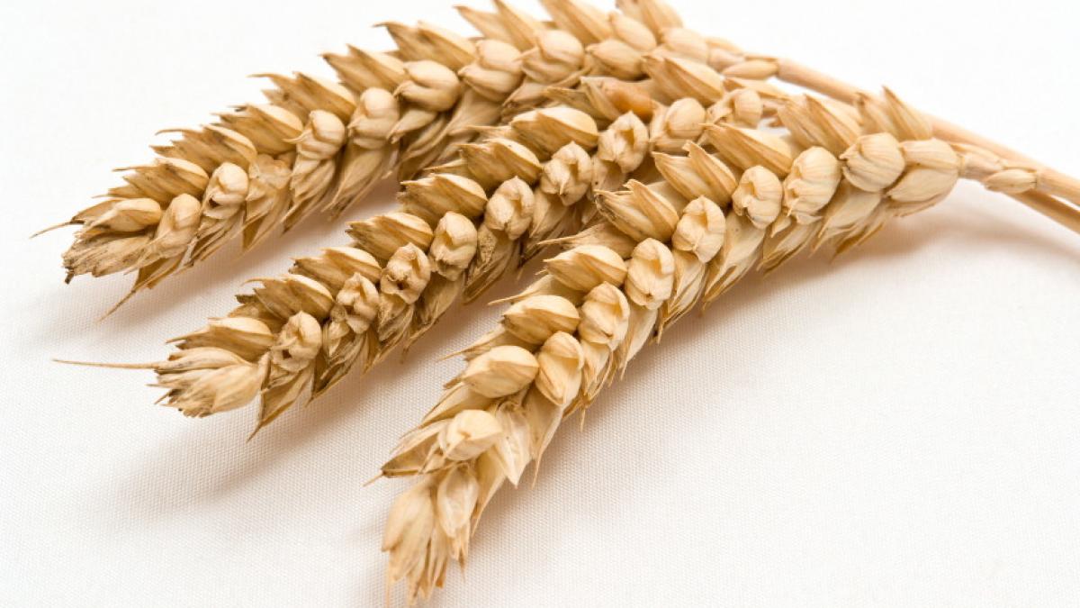 semne clare ca nu trebuie sa mai mananci gluten