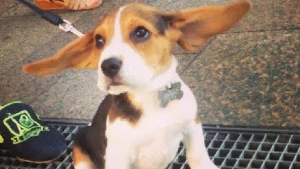 a cucerit internetul cu urechile lui e mult mai tare decat marilyn monroe