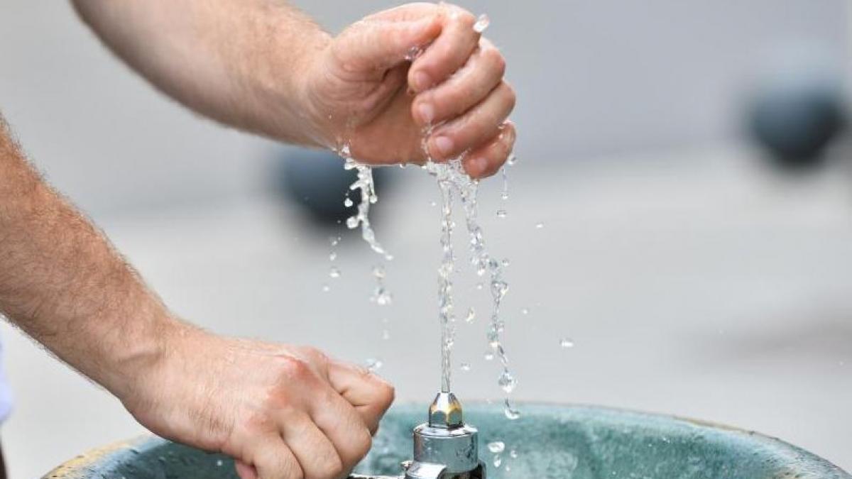 cod galben de canicula in romania