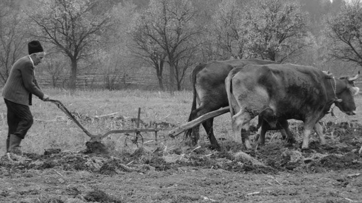 cum au navalit taranii din ardeal peste olteni