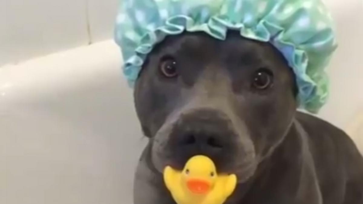 cum face baie cel mai simpatic catel din lume video